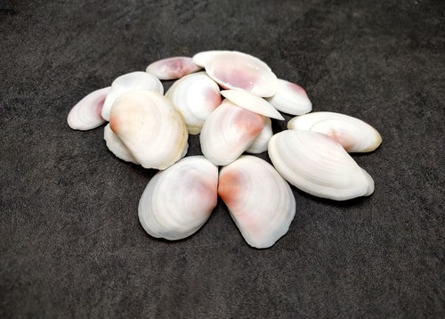 Petalo rosa tellin - petalo,