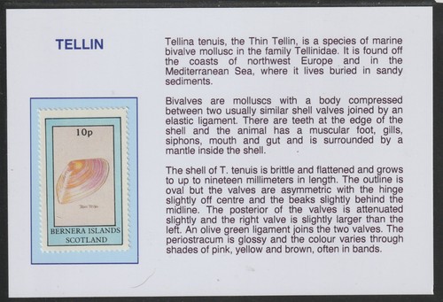 Bernera 1981 conchiglie - 1981,