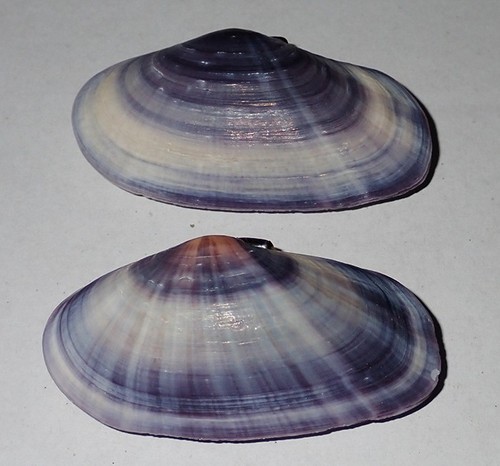 Mm viola tellina - 61,