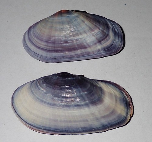 Mm viola tellina - viola,