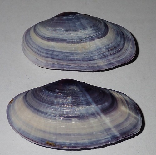 Mm viola tellina - 62,
