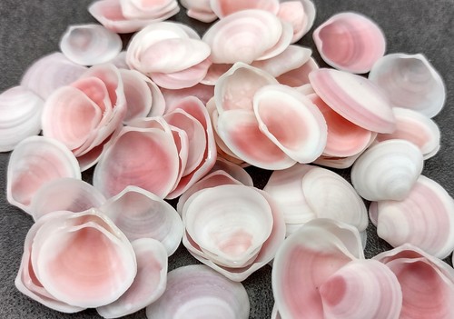 Petalo rosa tellin - rosa,