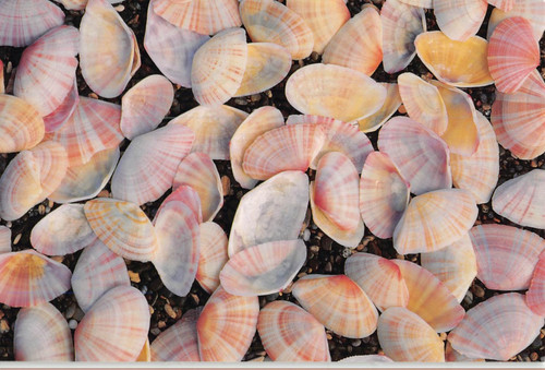Cartolina conchiglie tellin - cartolina:,