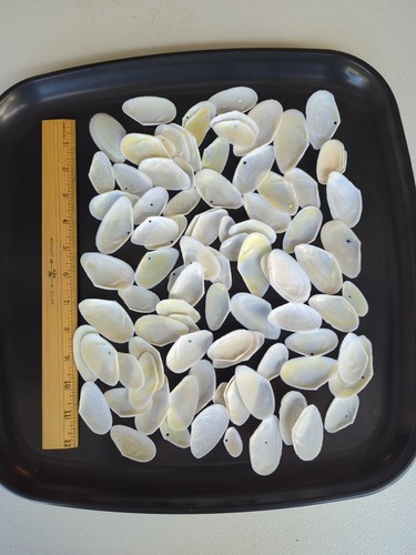 Conchiglie atlantic tellin - conchiglie,